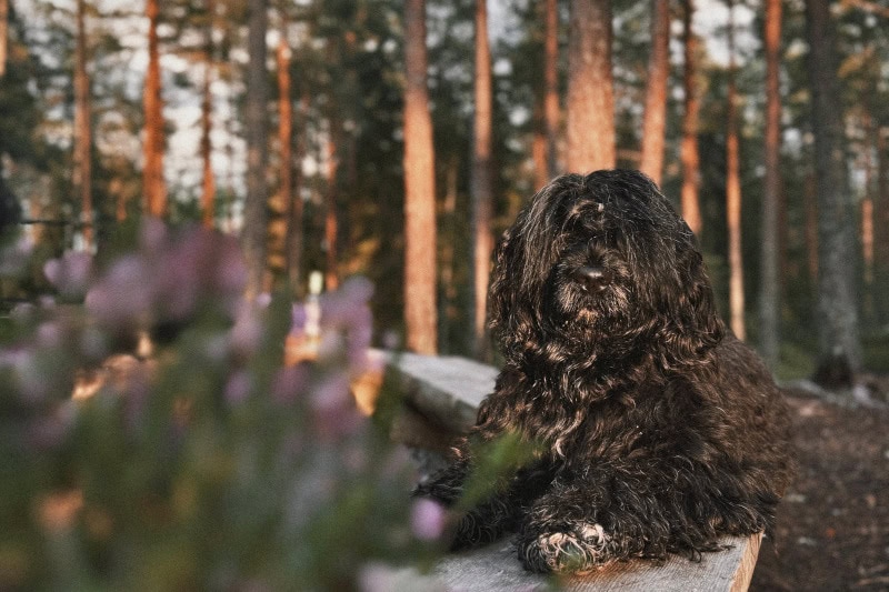 Koiran kanssa Hevonkuusessa